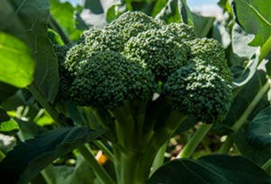 Brocoli