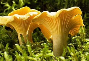 Chanterelle