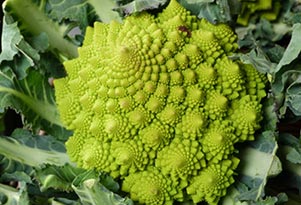 Chou romanesco