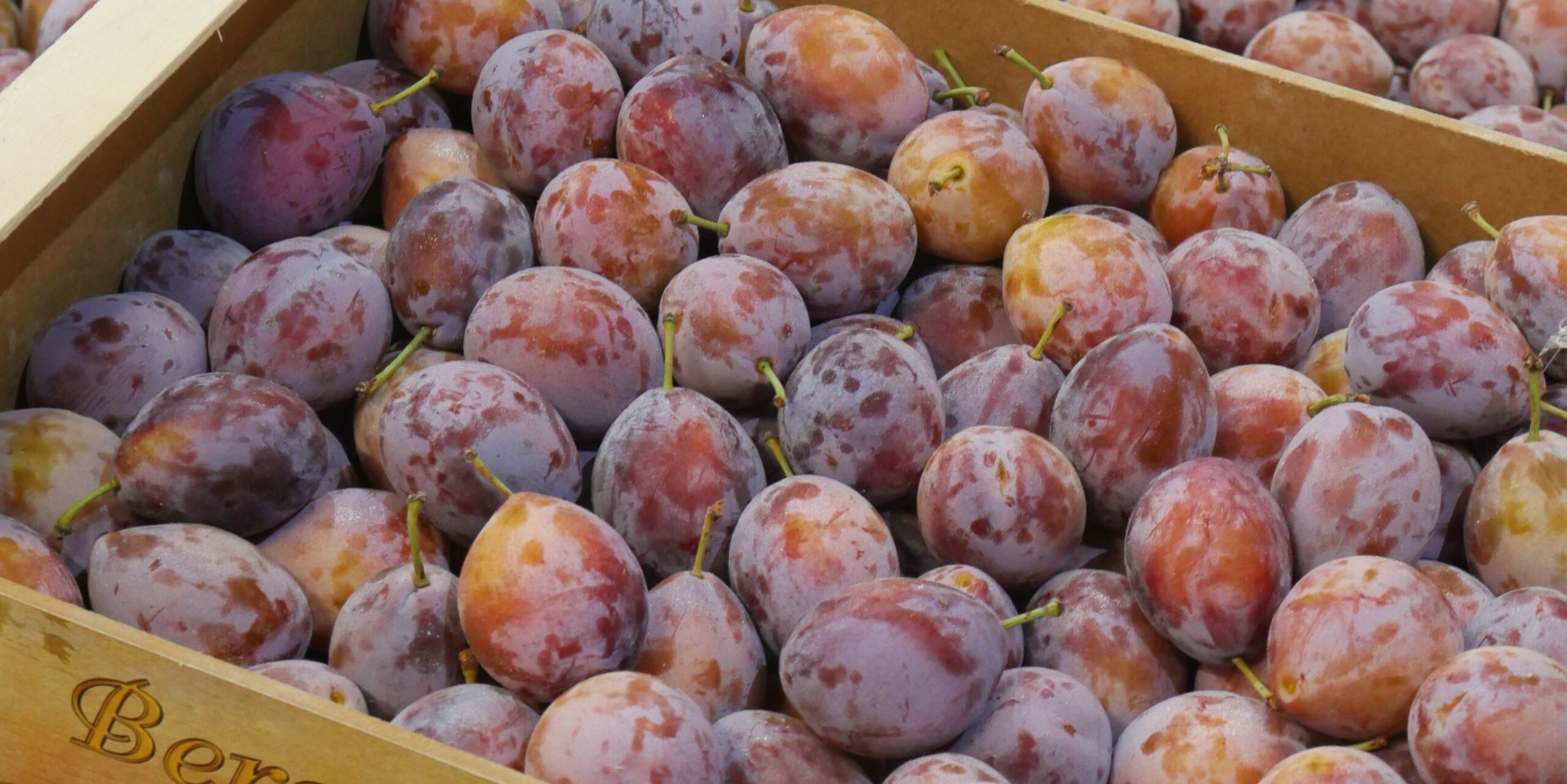 Fruit Prune - Bordeaux - Agen - Toulouse Prune noire
