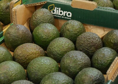 Avocat
