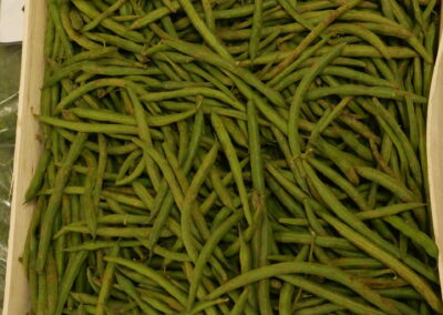 Haricot